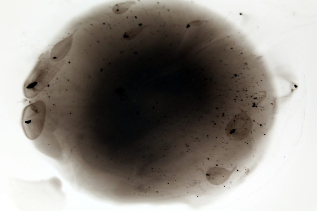 Hasenvase DIY, Basteln: Gips / Beton Hasenvase als Osterdekoration - DIYCarinchen