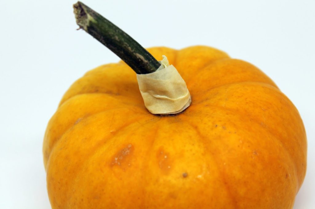 DIY, Basteln: Kürbisse in Kupfer in Dekoration, Herbstdekoration, Basteln mit Naturmaterialien - DIYCarinchen DIY, Basteln: Kürbisse in Kupfer in Dekoration, Herbstdekoration, Basteln mit Naturmaterialien - DIYCarinchen