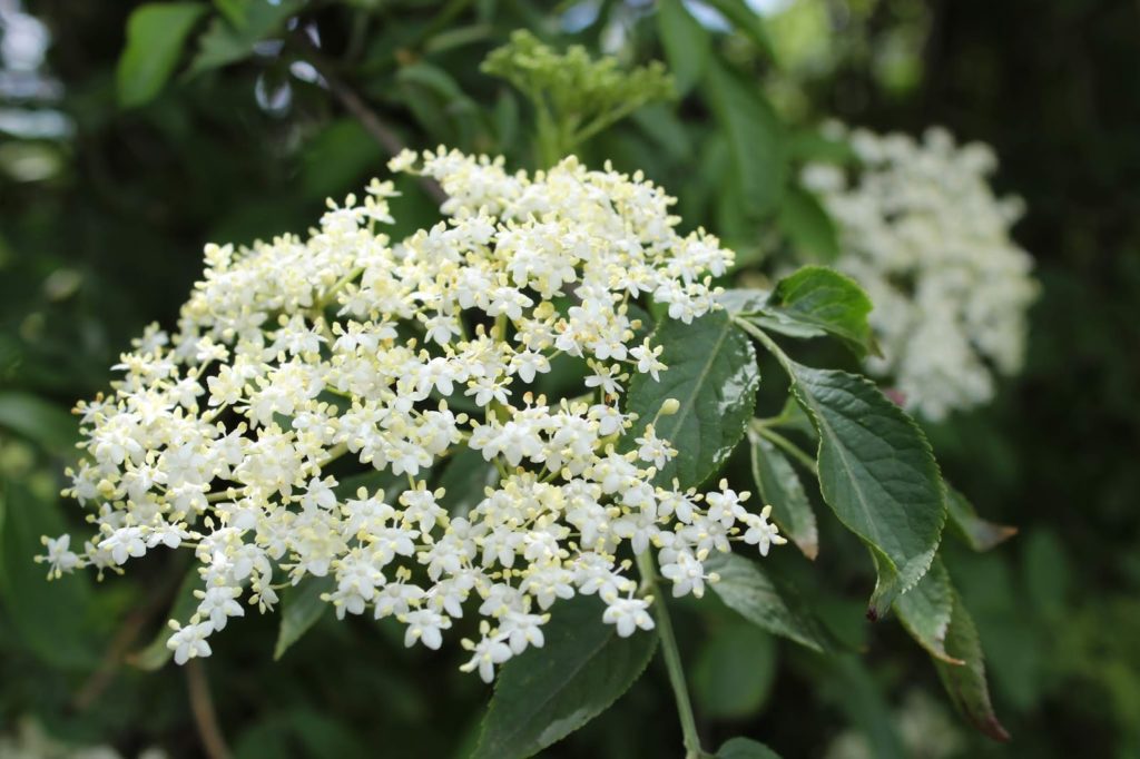 Rezept - Holunderblütensirup selber machen - so schnell und einfach geht es Rezept - Holunderblütensirup selber machen - so schnell und einfach geht es