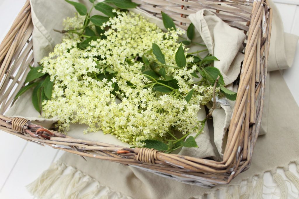 Rezept - Holunderblütensirup selber machen - so schnell und einfach geht es Rezept - Holunderblütensirup selber machen - so schnell und einfach geht es