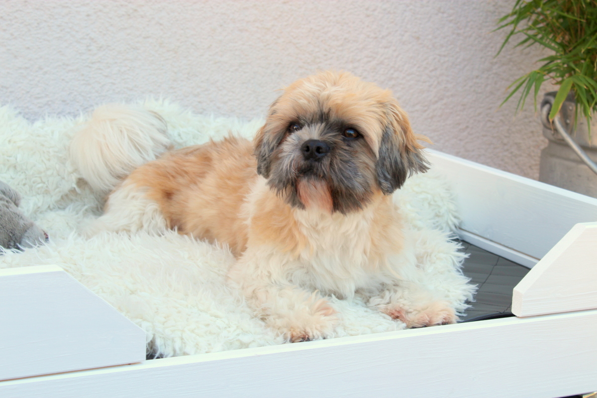 Selbstgebautes Hunde Outdoor-Bett aus Holz