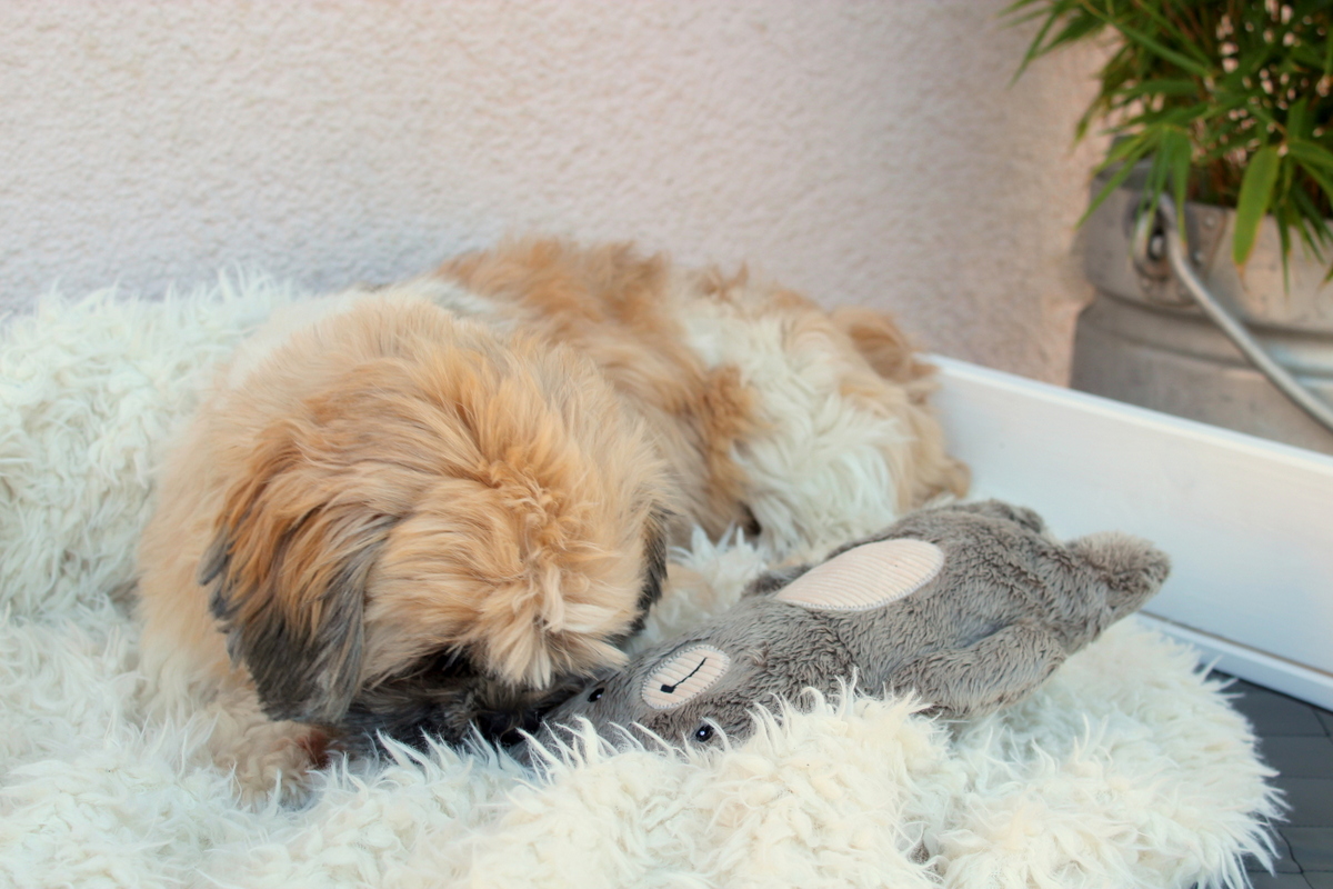 Selbstgebautes Hunde Outdoor-Bett aus Holz