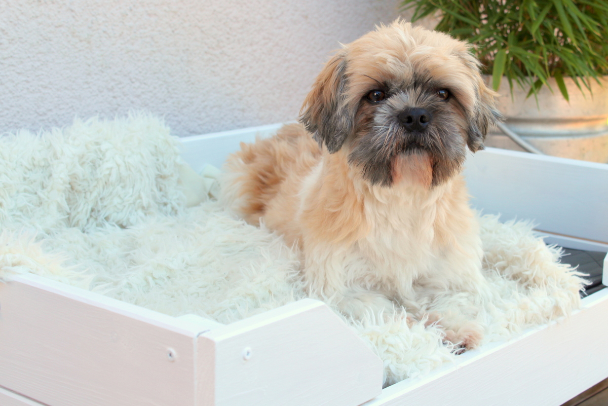 Selbstgebautes Hunde Outdoor-Bett aus Holz