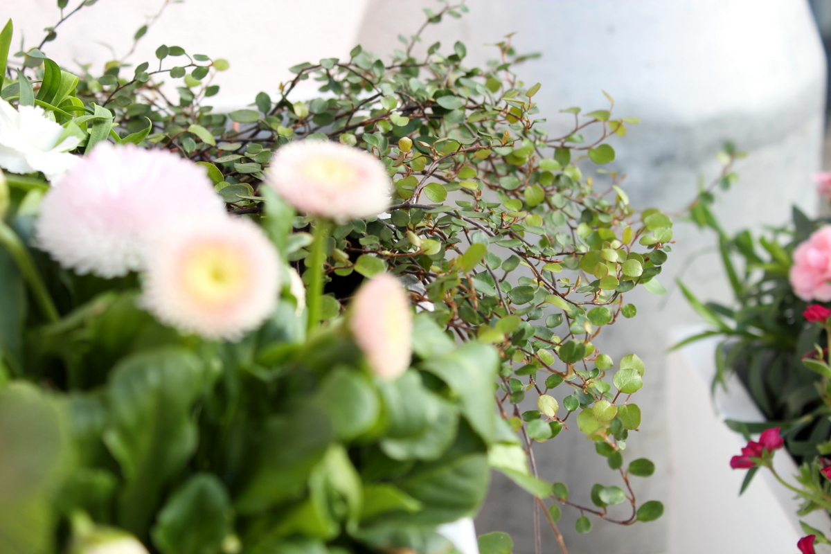 selbstgemachte / selbstgebaute Pflanzkübel aus Holz