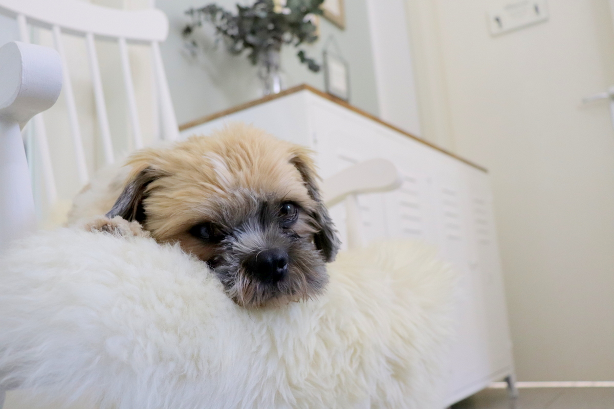 Wände richtig streichen mit Tipps und Tricks