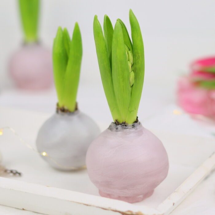 DIY Anleitung – Hyazinthen in Wachs einfach selber machen