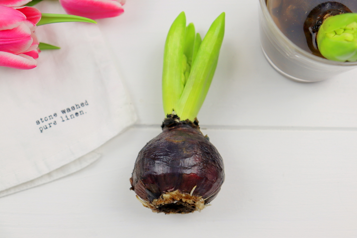 DIY selbstgemachte Hyazinthen in Wachs für den Frühling