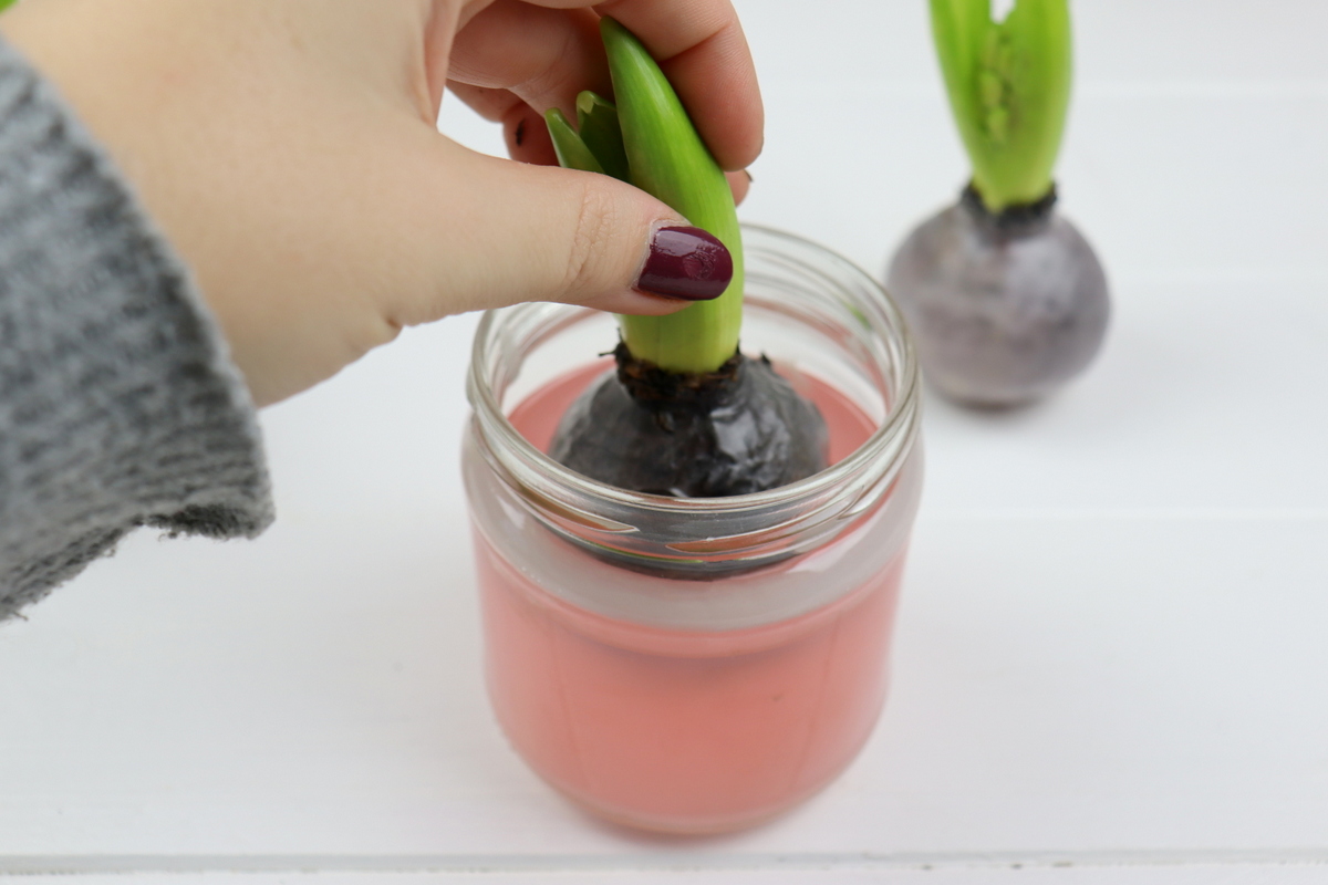 DIY selbstgemachte Hyazinthen in Wachs für den Frühling