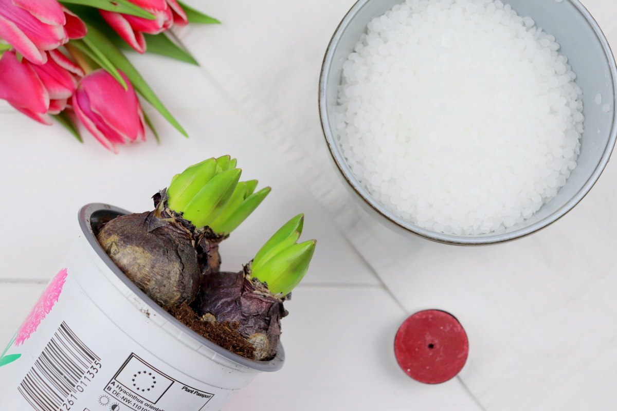 DIY selbstgemachte Hyazinthen in Wachs für den Frühling