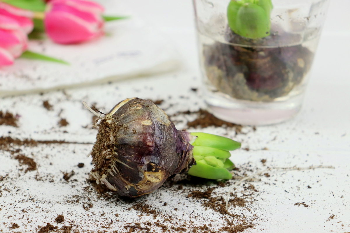 DIY selbstgemachte Hyazinthen in Wachs für den Frühling