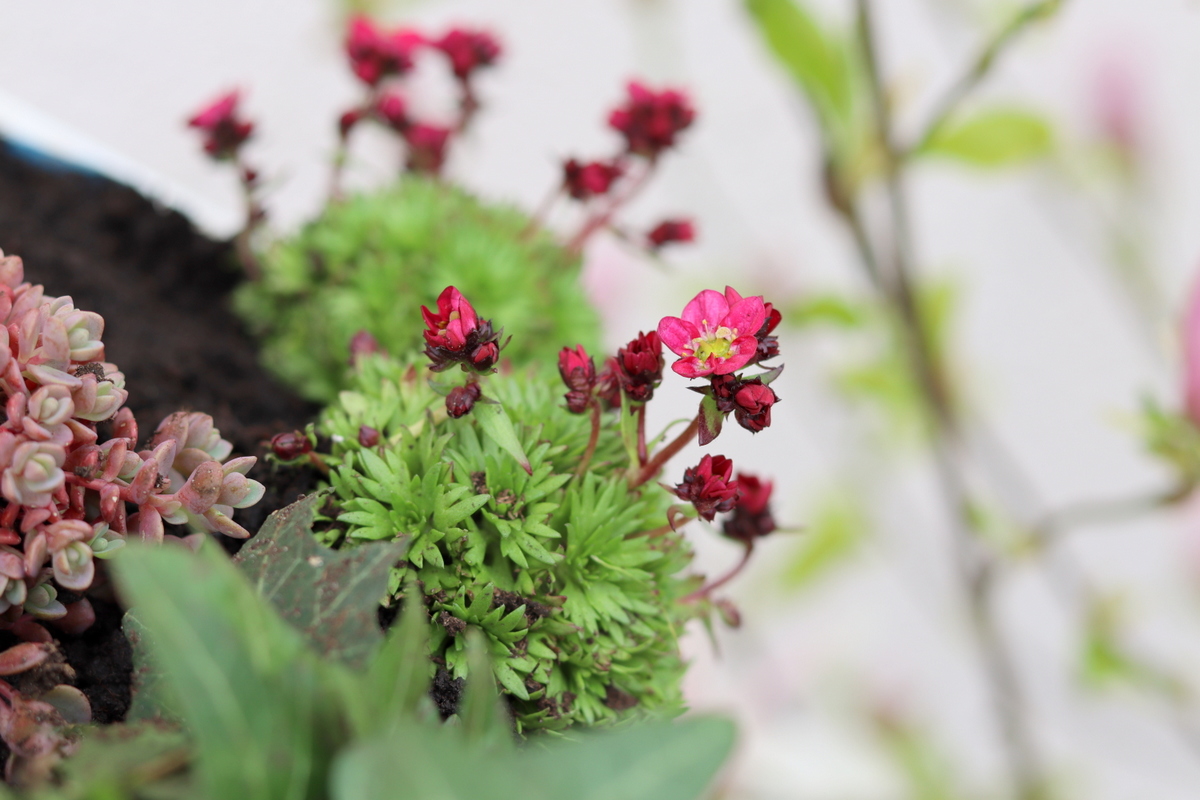 DIY selbstgebautes Vogelhaus mit bepflanzten Dach