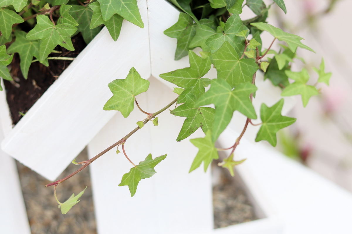 DIY selbstgebautes Vogelhaus mit bepflanzten Dach