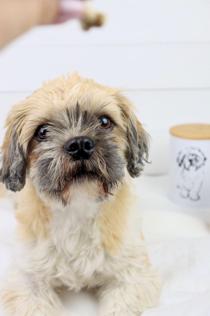 DIY Anleitung - aus einem Foto / Bild eine Plotterdatei machen / umwandeln