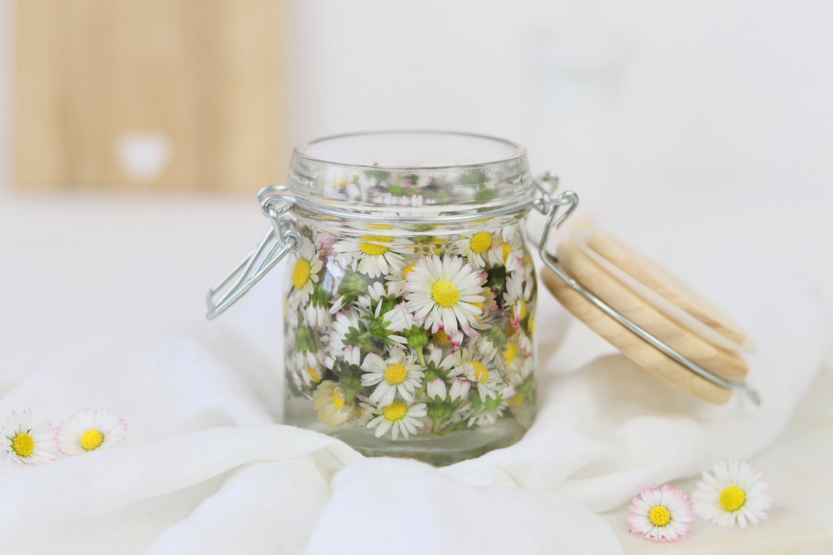 DIY / Rezept - selbstgemachte Gänseblümchen-Tinktur