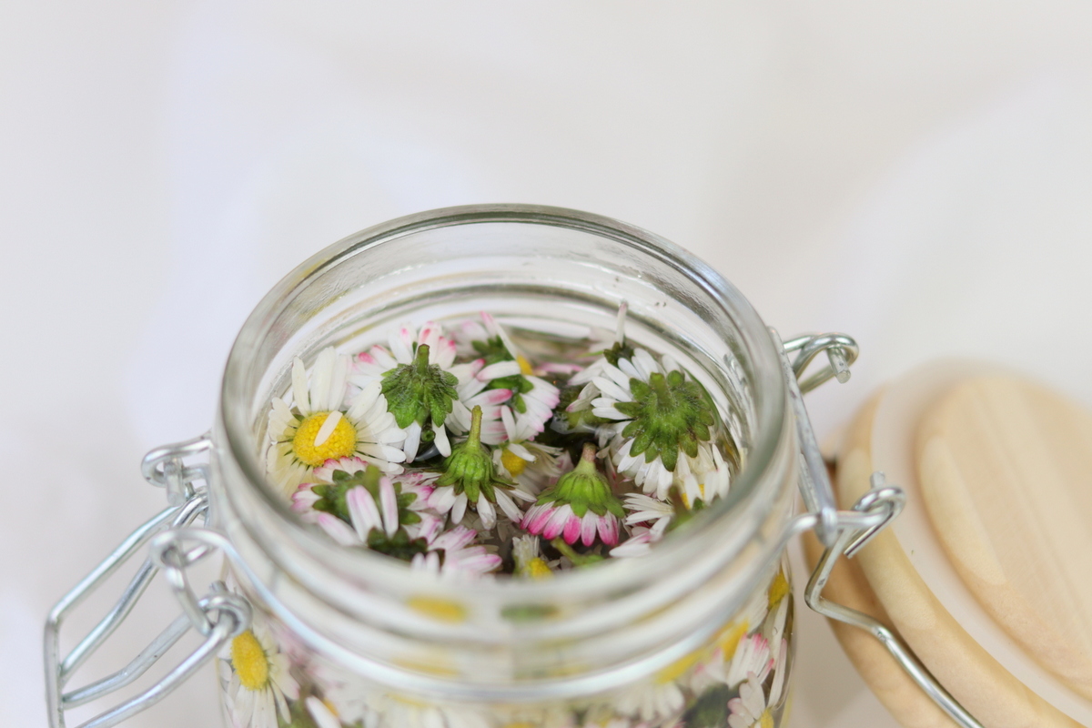 DIY / Rezept - selbstgemachte Gänseblümchen-Tinktur