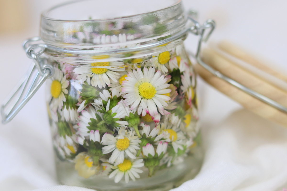 DIY / Rezept - selbstgemachte Gänseblümchen-Tinktur