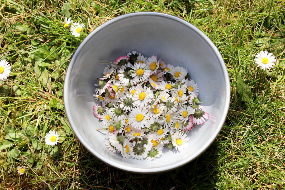 DIY / Rezept - selbstgemachte Gänseblümchen-Tinktur