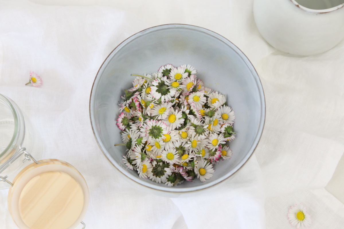DIY / Rezept - selbstgemachte Gänseblümchen-Tinktur