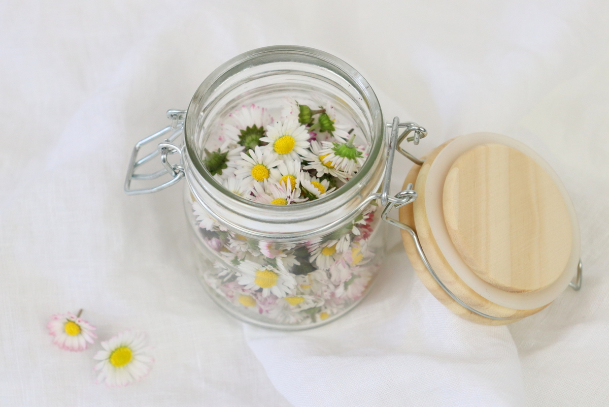 DIY / Rezept - selbstgemachte Gänseblümchen-Tinktur