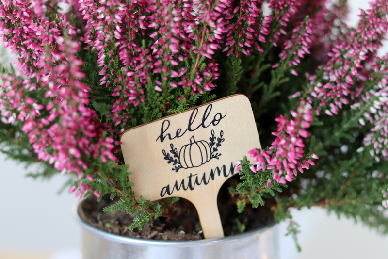 DIY - selbstgemachte Herbst-Schilder mit dem Plotter "hello autumn" für selbstgemachte Kürbisdeko in einem kleinen Topf mit Heidekrautkranz und Baby Boo Kürbis