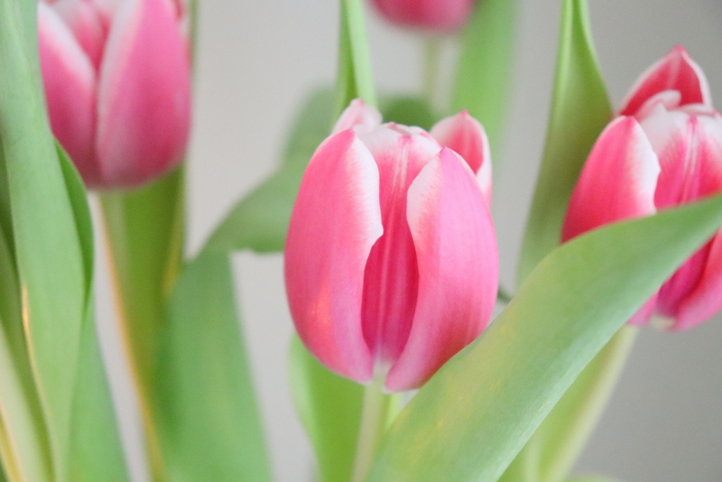 Tipps: Tulpen länger haltbar und frisch halten