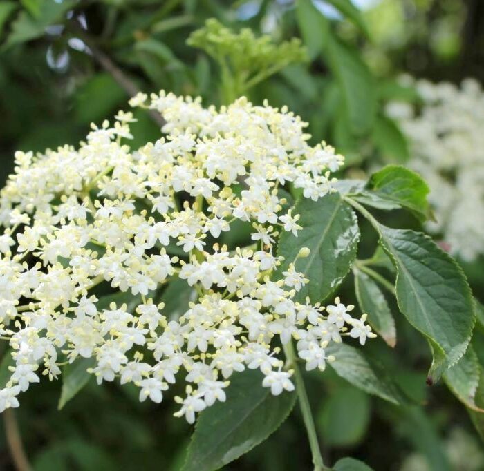 Holunderblüten: 5 Kreative DIY-Ideen / Rezepte für die Küche