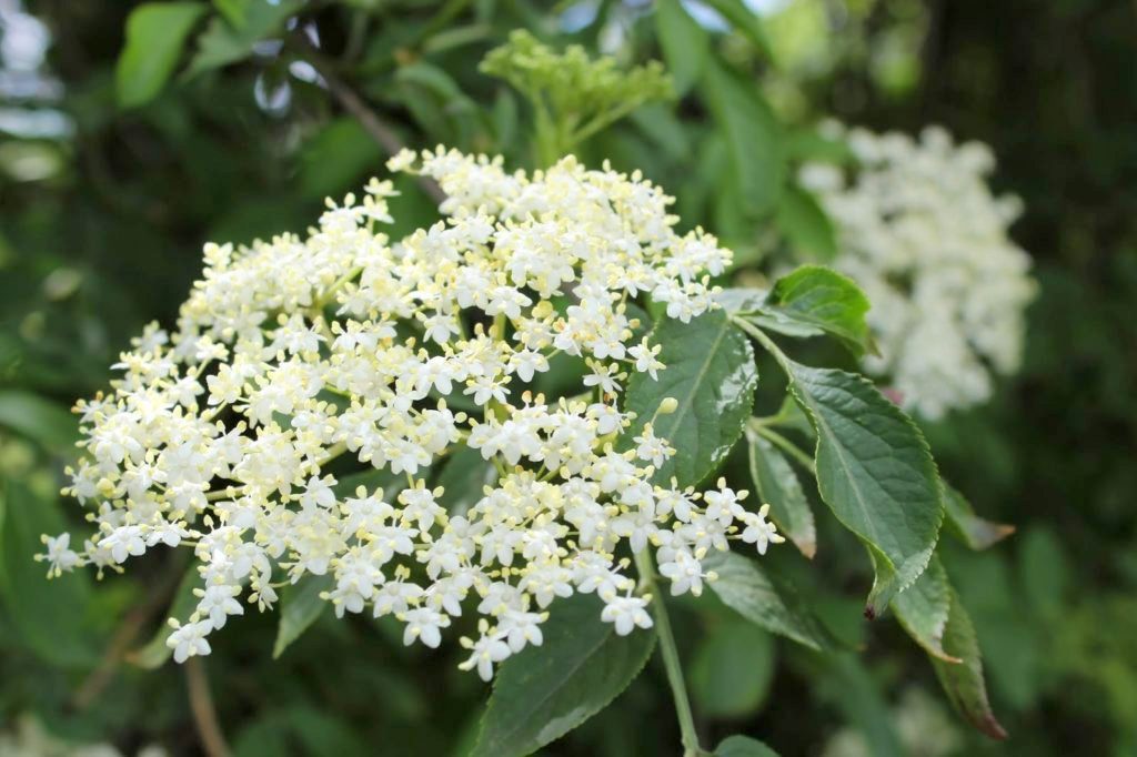 Holunderblueten 5 Kreative DIY-Ideen für die Kueche