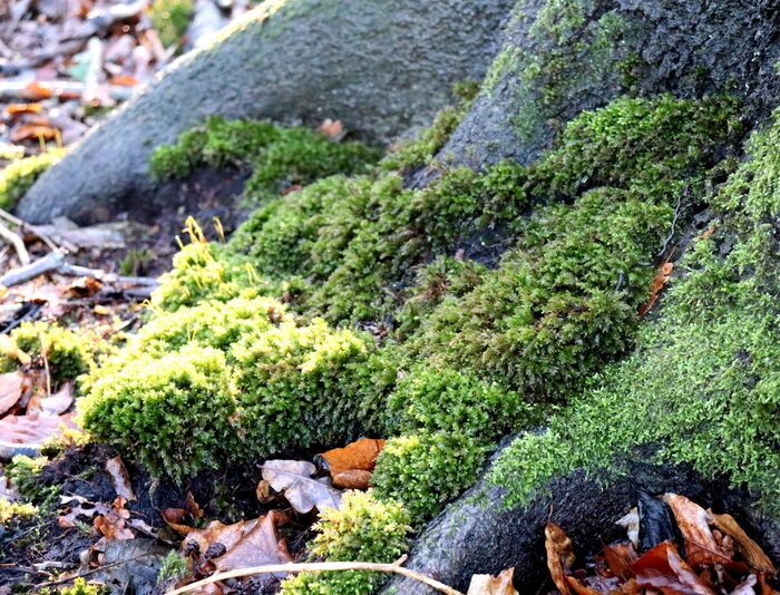 Tipps Moos sammeln, konservieren haltbar machen