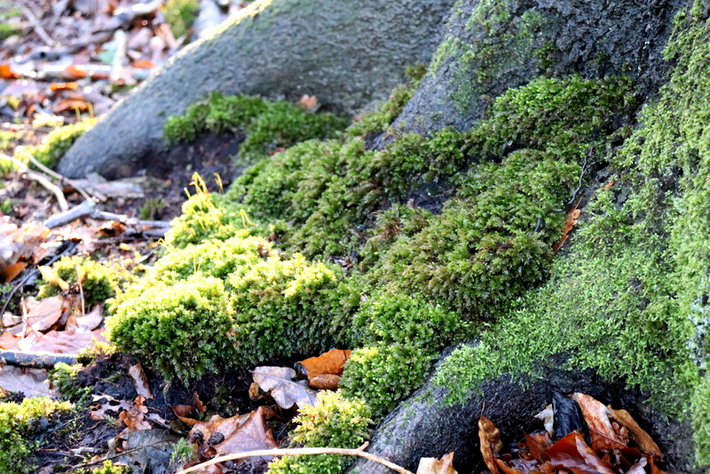 Tipps Moos sammeln, konservieren haltbar machen