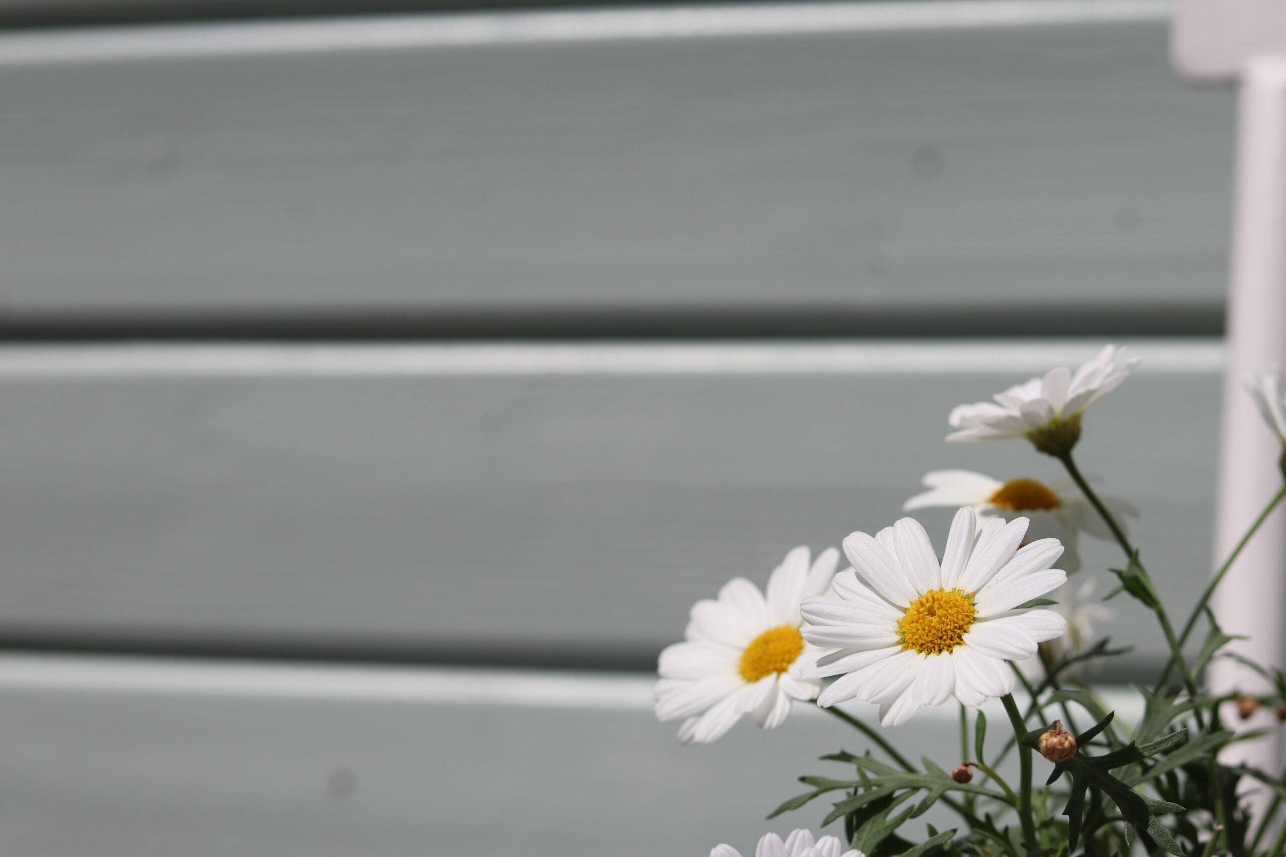 Gartenhaus Makeover: So wird Dein altes Häuschen zum Hingucker